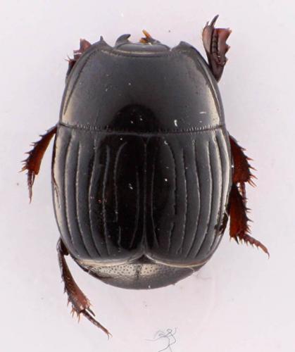 Atholus duodecimstriatus quatuordecimstriatus